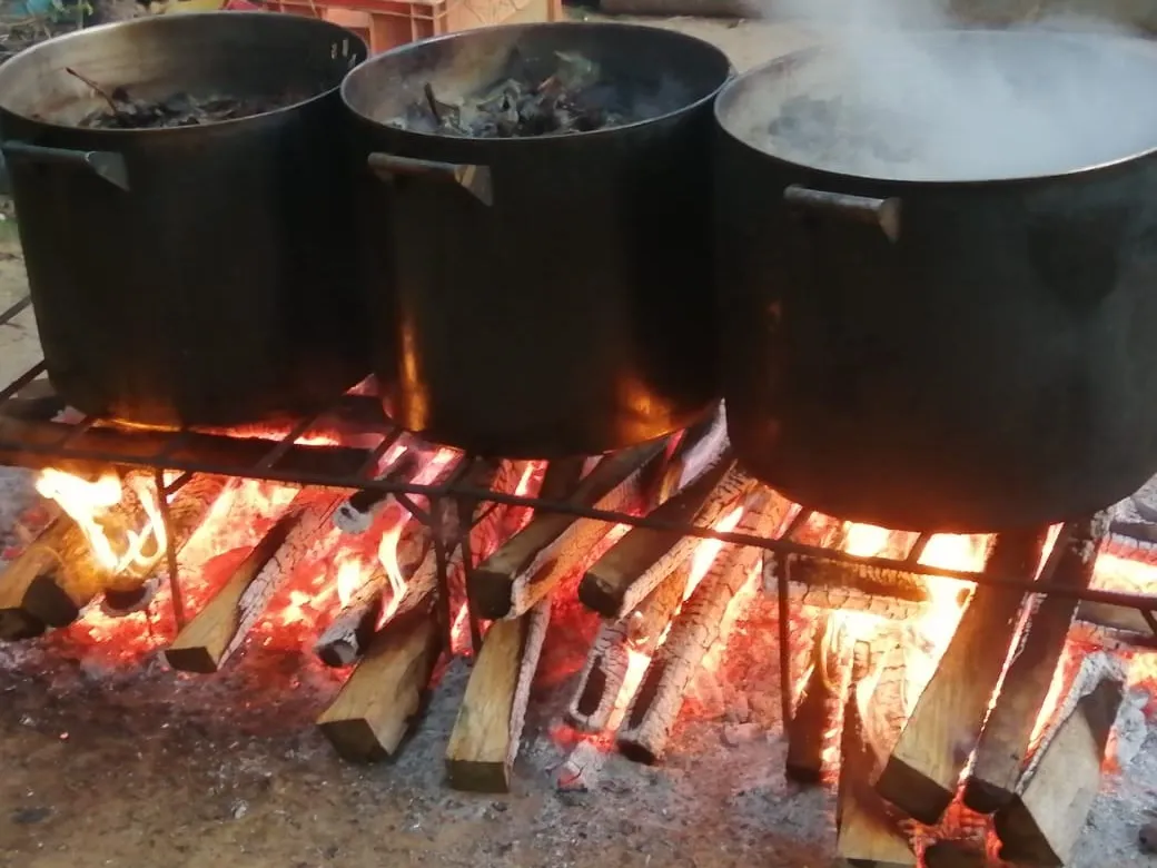 Traditional Ayahuasca preparation