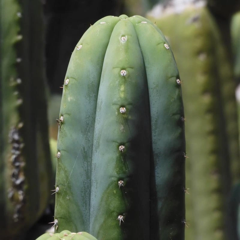 Huachuma cactus