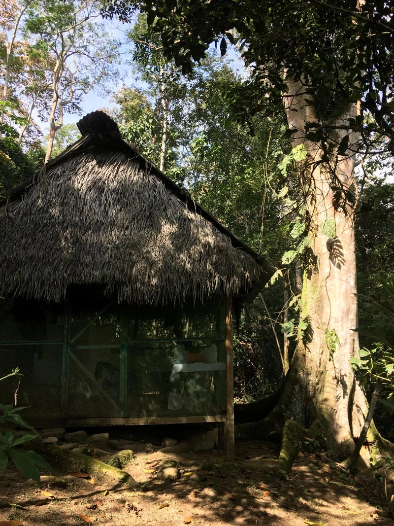 Private dieta tambo beside a mature rainforest tree