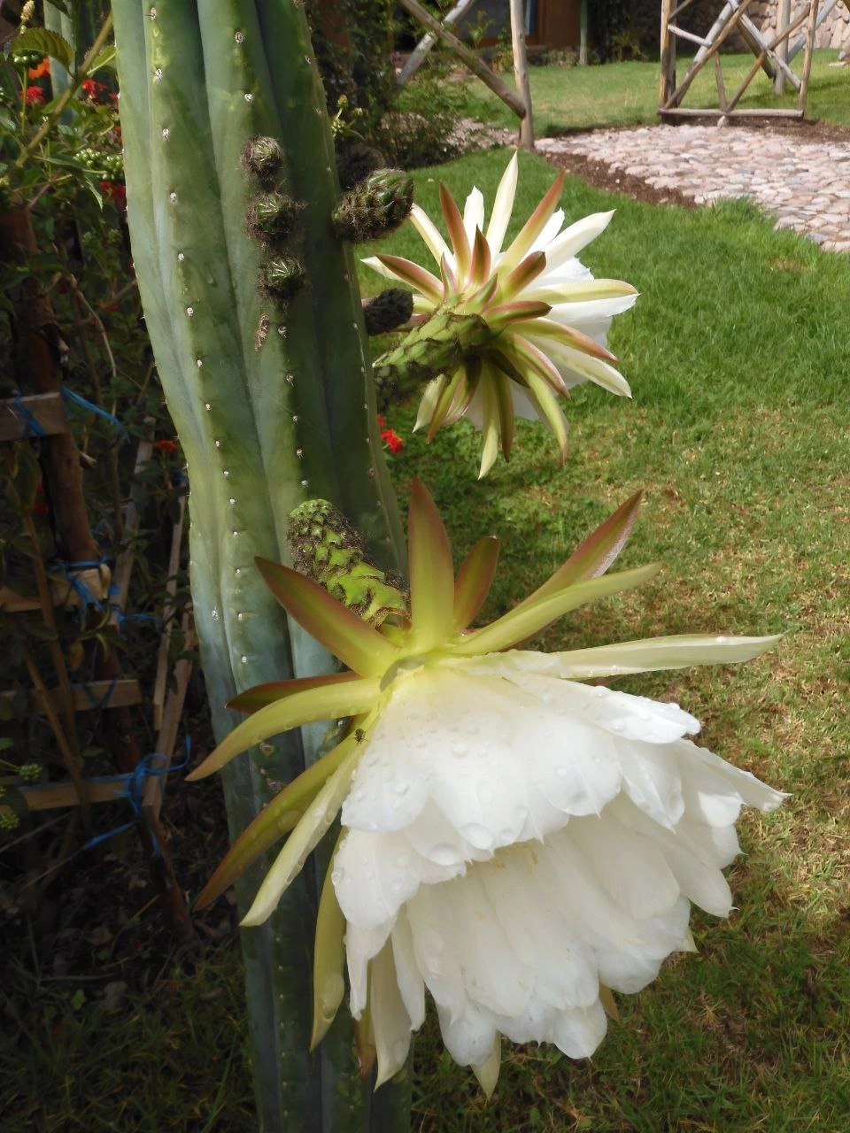 Flowering Huachuma cactus
