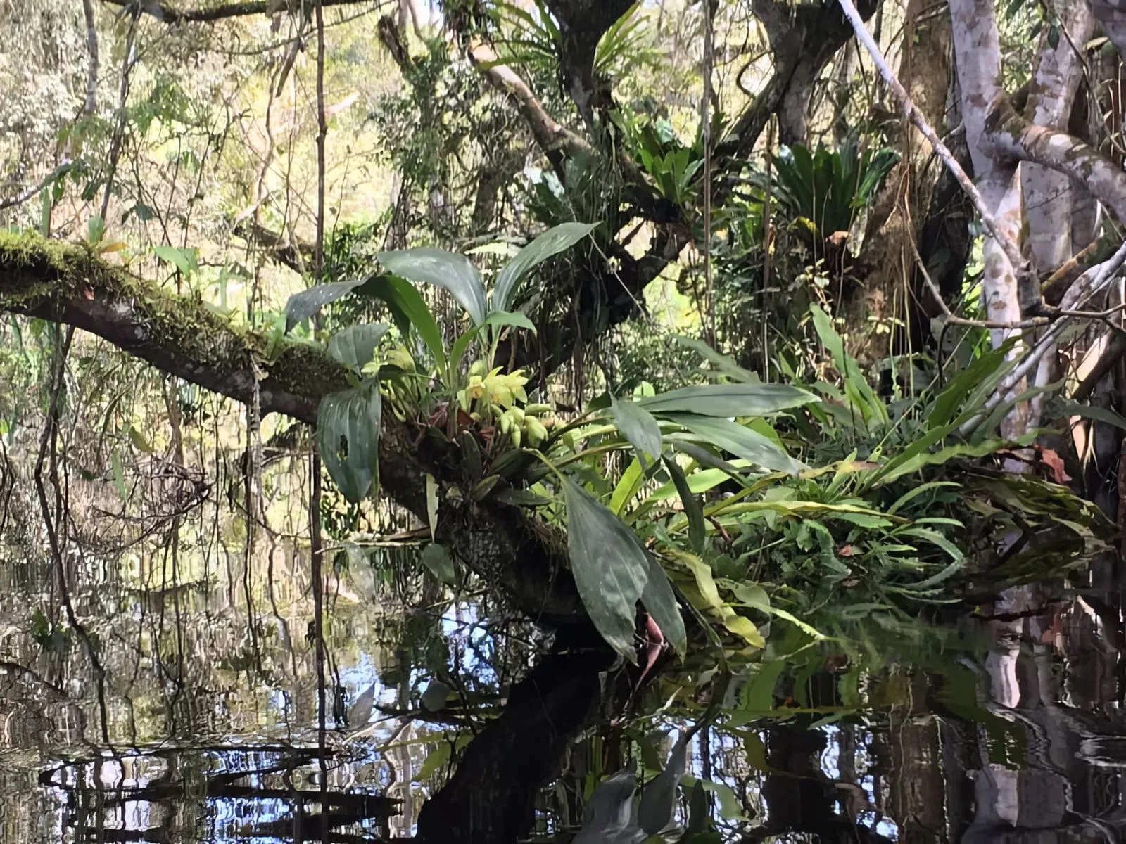 Wild orchid in Tingana Reserve