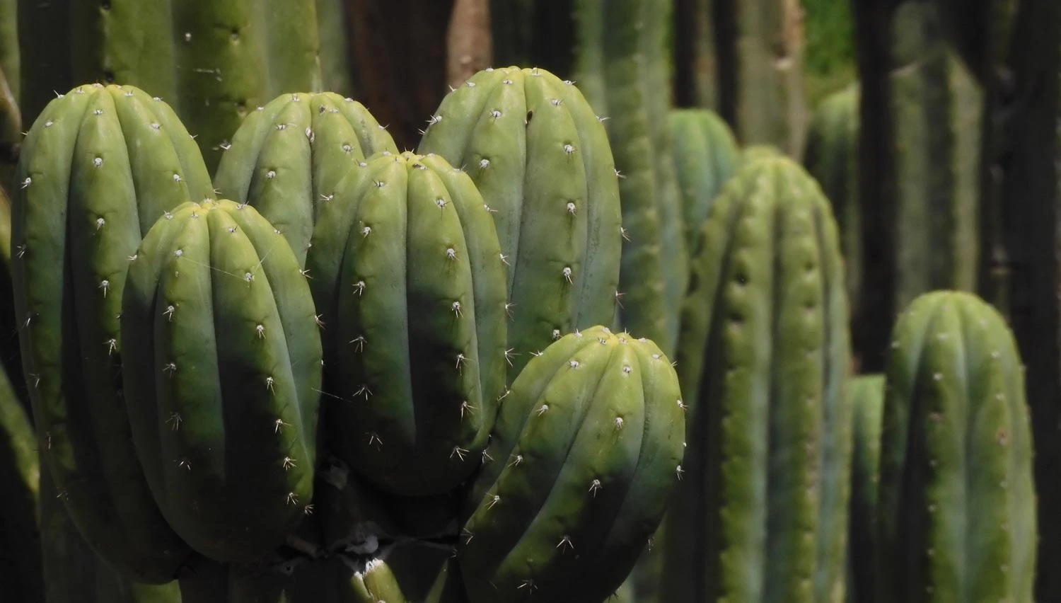 Mature Huachuma cactus in Peru